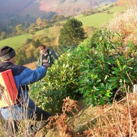 Rhododendron